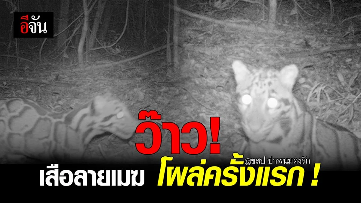 เซอร์ไพรส์! เสือลายเมฆ โผล่ครั้งแรก ในรอบ 20 กว่าปี ขสป.ป่าพนมดงรัก