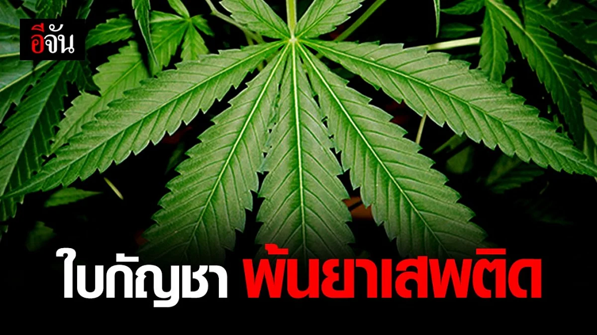 ราชกิจจาฯ ประกาศ ยกเลิก ใบกัญชา ไม่เป็นยาเสพติด