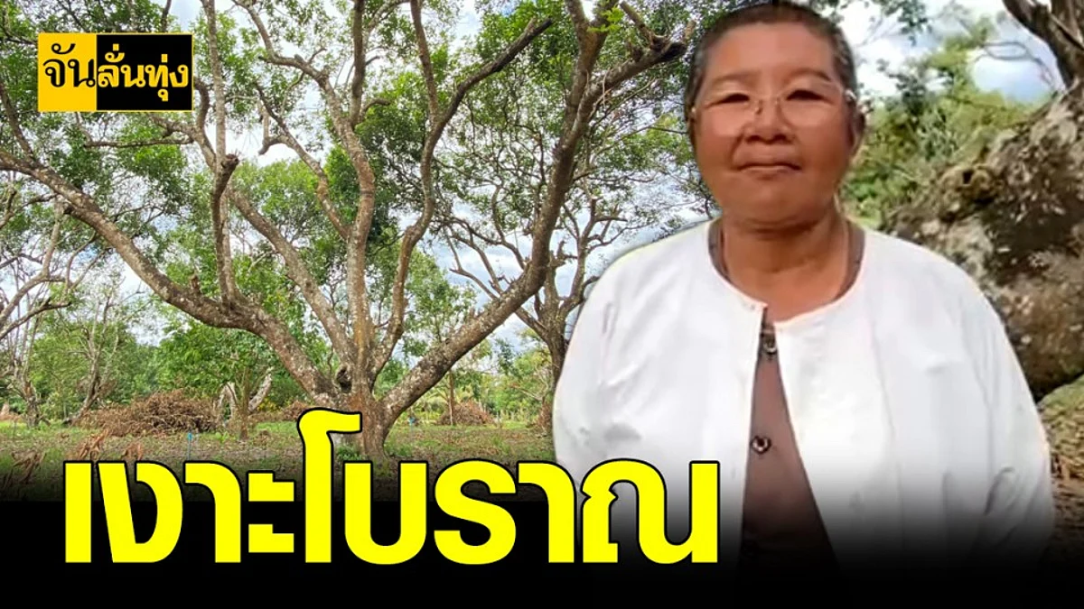 พาดู ต้นเงาะ โบราณ พร้อมพาเที่ยว สวนเกษตร