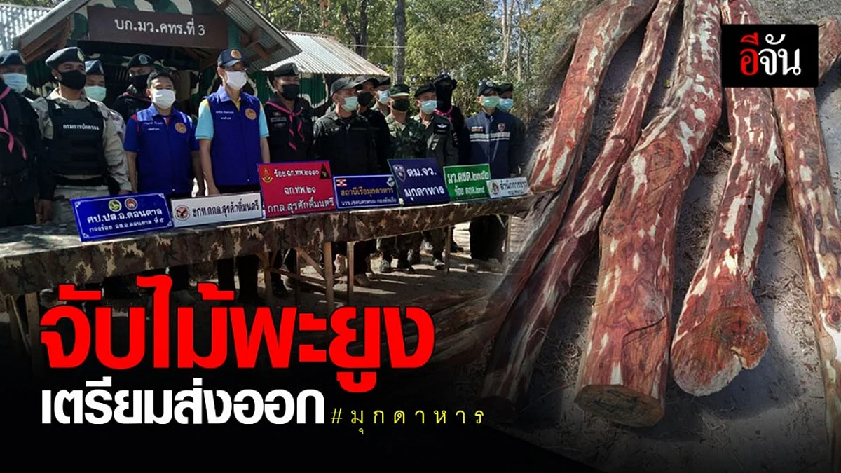 มุกดาหาร จับ ไม้พะยูง 19 ท่อน บริเวณริมฝั่งโขง มูลค่ากว่า 100,000 บาท