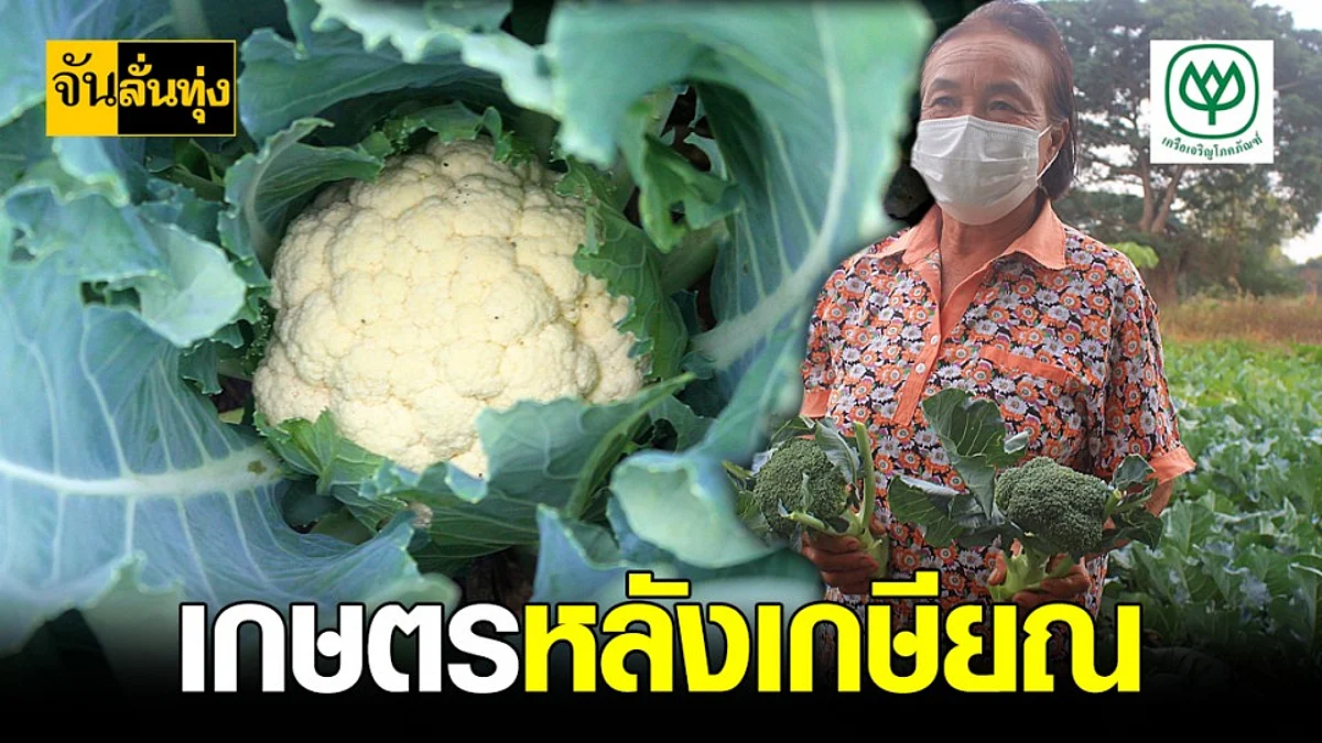 พะเยา สร้างสุขด้วยเกษตรปลูก กะหล่ำดอก สร้าง รายได้ สบายไปทั้งปี