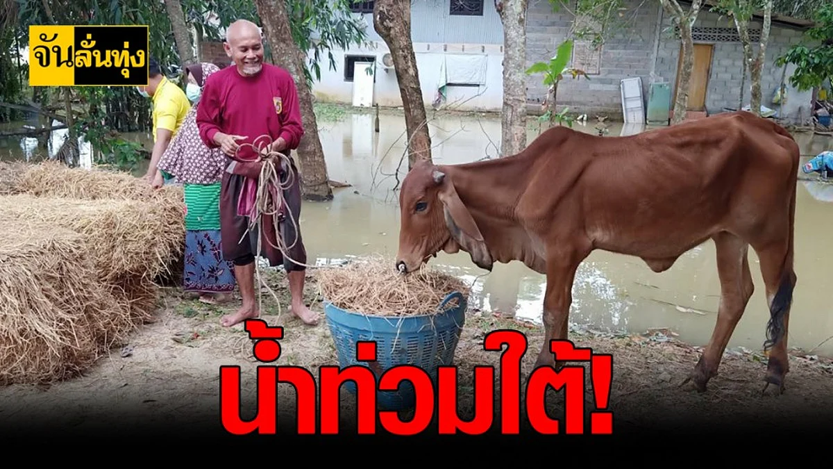 กรมปศุสัตว์ เร่งช่วย น้ำท่วม 4 จังหวัด ภาคใต้