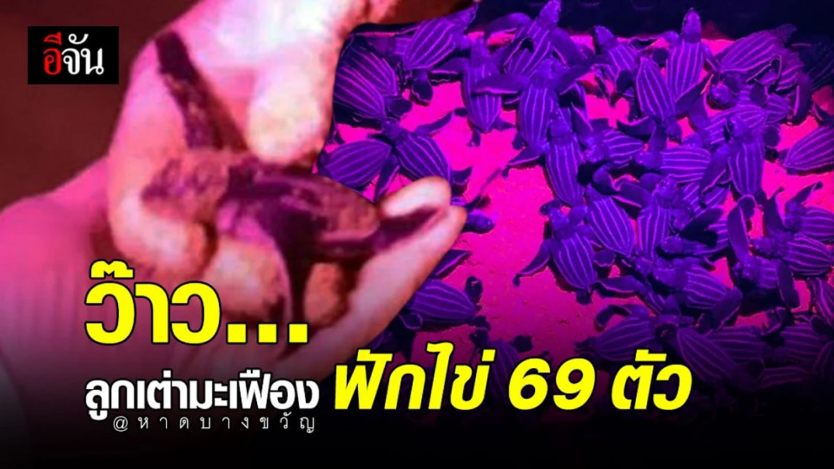 ข่าวดี หาดบางขวัญ พังงา ลูกเต่ามะเฟืองฟักไข่ กว่า 69 ตัว