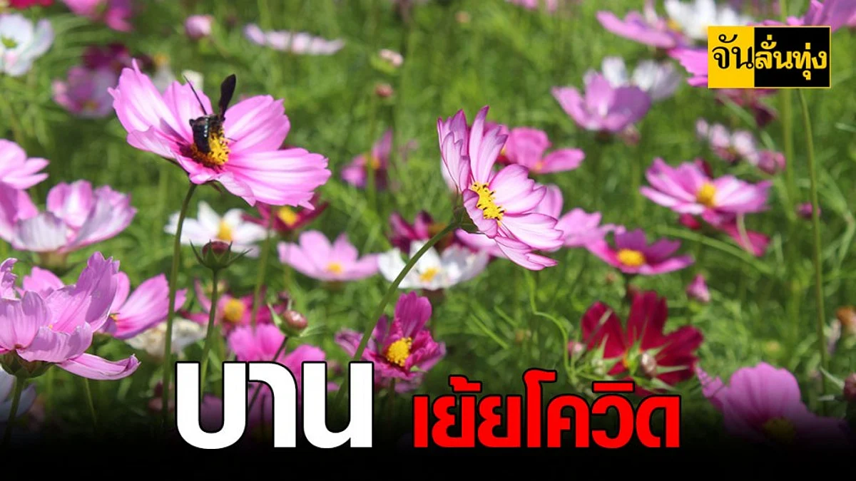 วัด โคราช ดอกคอสมอส บานสะพรั่ง ช่วง โควิด