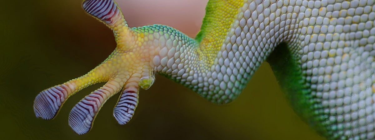 How do lizards walk on walls?