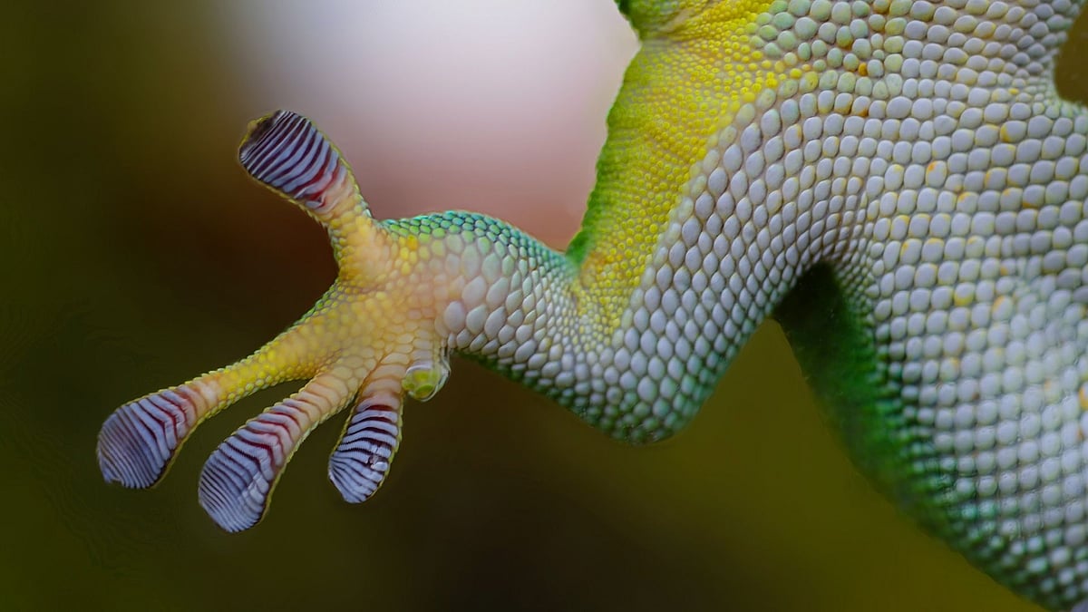 How do lizards walk on walls?