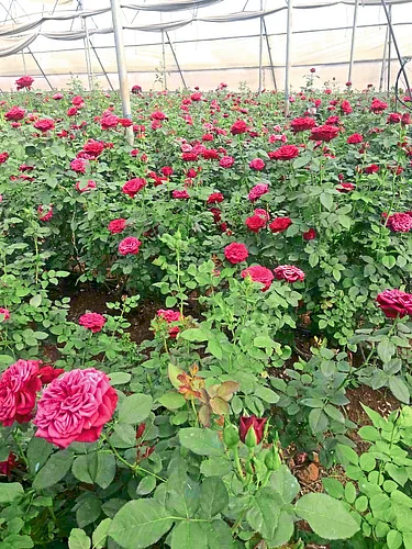 Farmers in financial difficulties due to corona