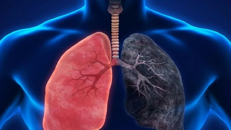 lungs