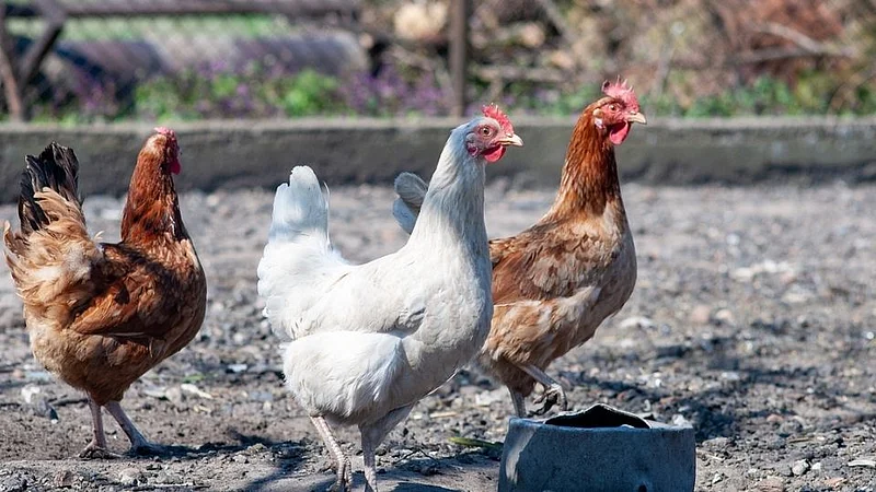 chicken prices