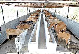 cowshed