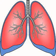 lungs