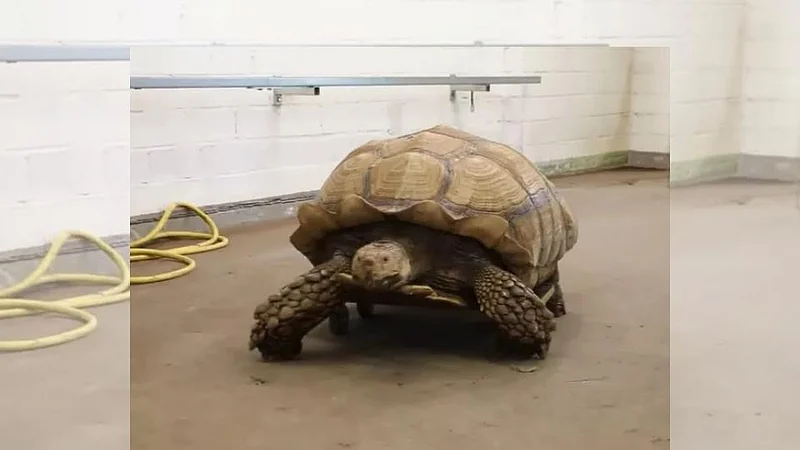 viral video of tortoise