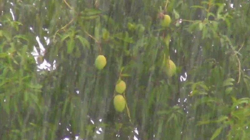 पुणे परिसरात गारांच्या पावसाच्या हजेरीने आंबा बागायतदार काळजीत