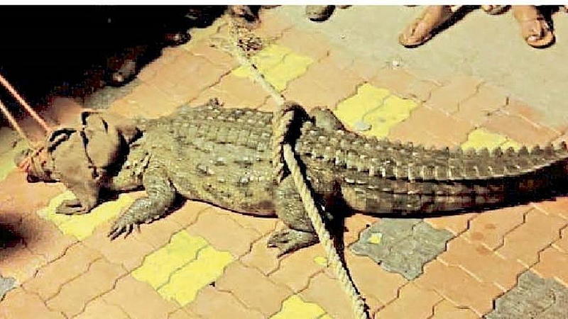 कृष्णेच्या काठावर सात फुटी मगरीचा वावर; नागरिकांत भीती