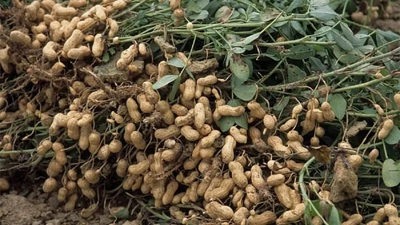 groundnut
