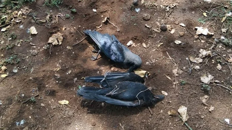 जुनी सांगवीत कावळ्यांच्या गूढ मृत्यूने पक्षीमित्रांमधून हळहळ
