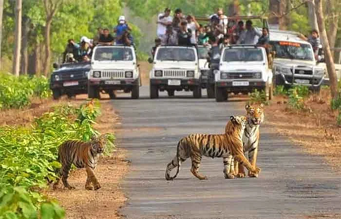 अभयारण्याकडे वळताहेत पाऊले