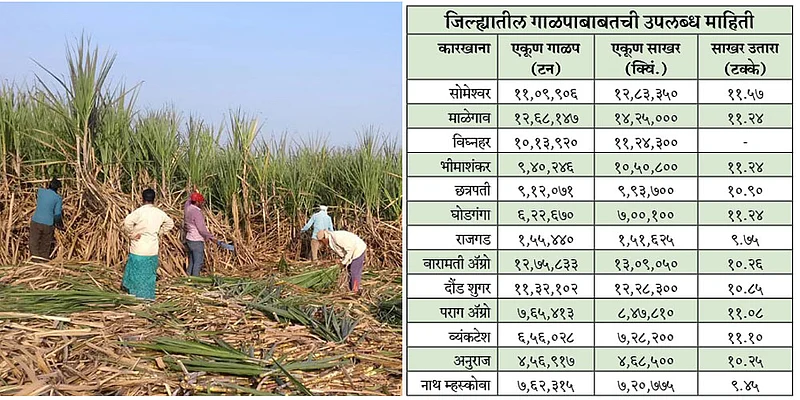 Sugarcane