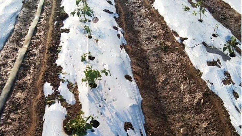 losses to farmers