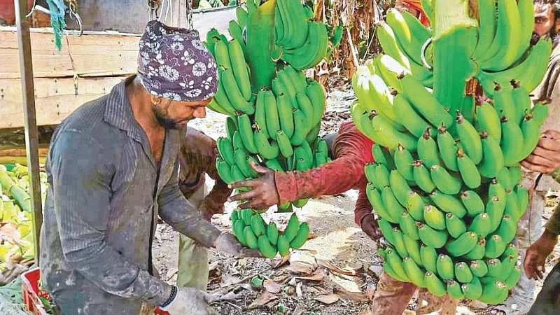 banana packing