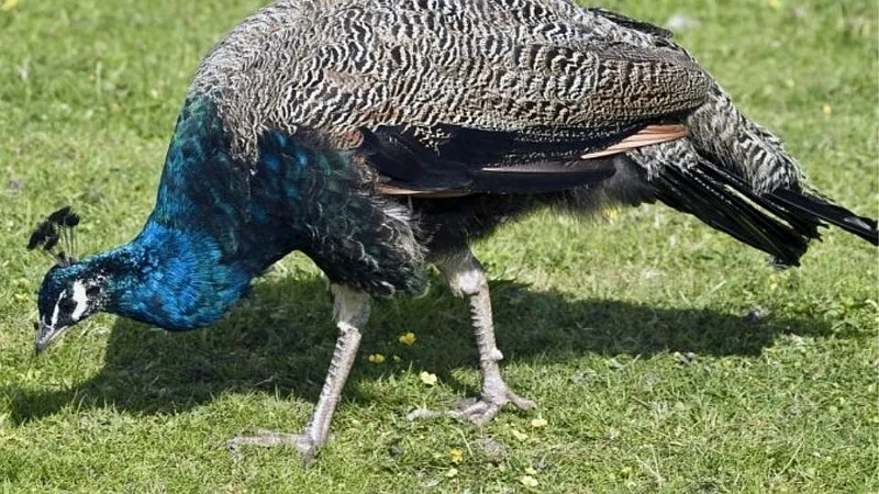 birds death