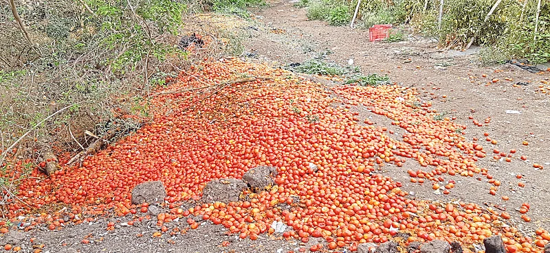 tomato farmer