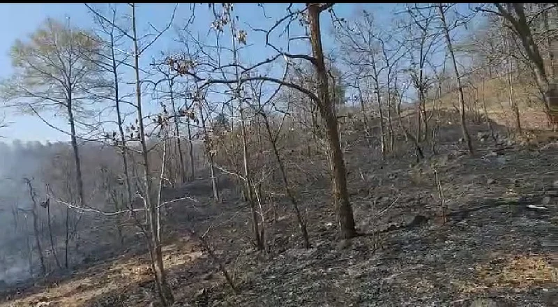 forest fire