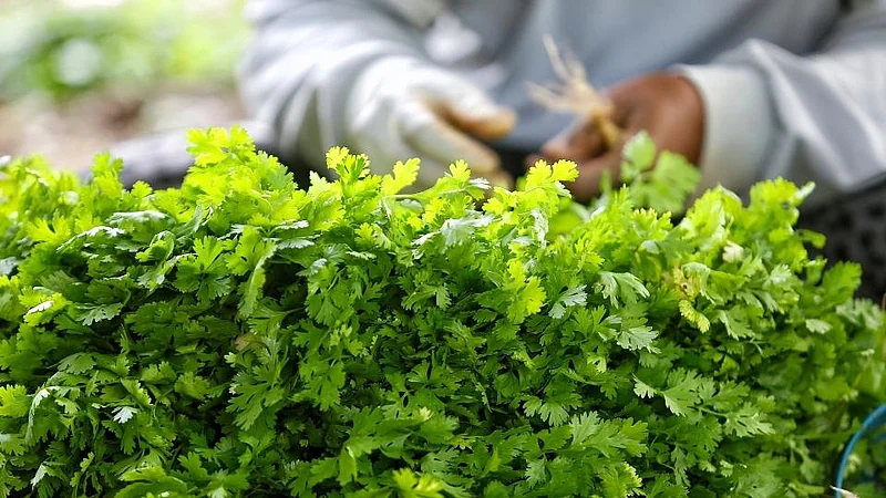 Cilantro kothimbir