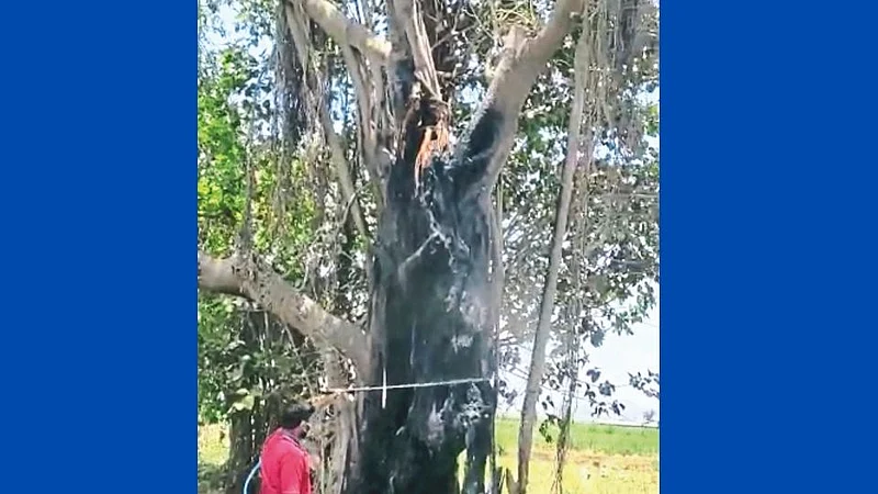 banyan tree