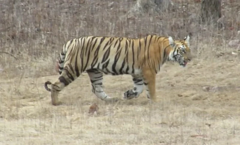 janjira tiger