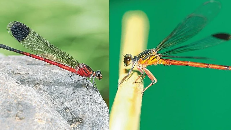 New Species