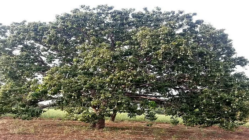 mango tree in rural