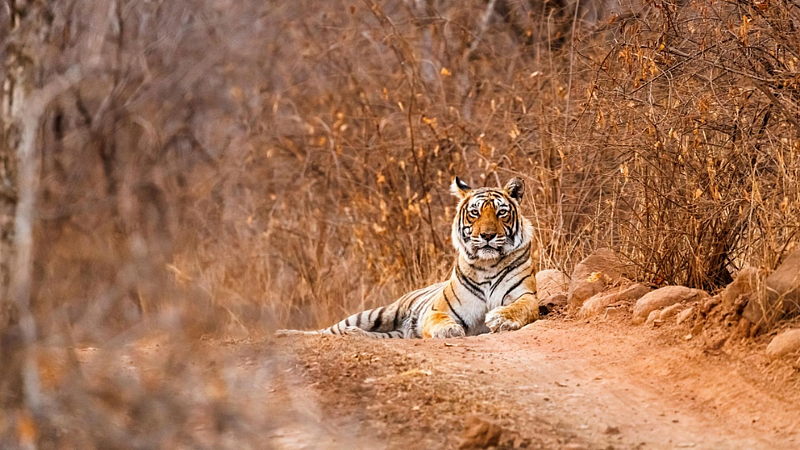 tadoba tiger reserve