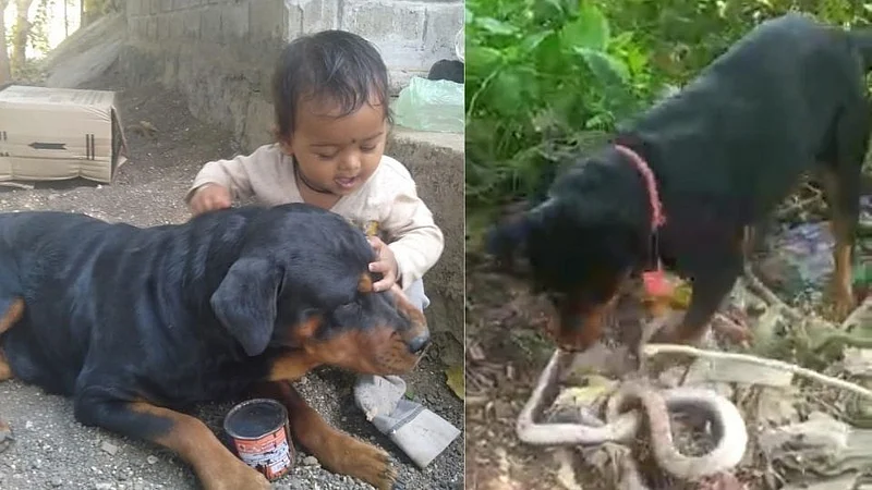 dog gave his life to save the boy from the cobra