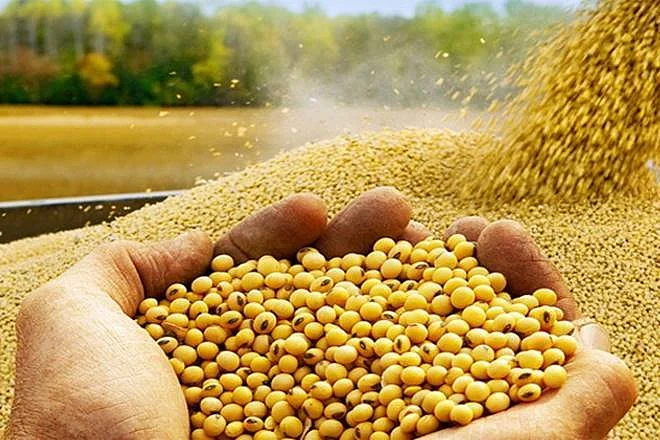 पिवळ सोनं धमकलं!, सोयाबीनला हमीभावापेक्षा दुप्पट भाव