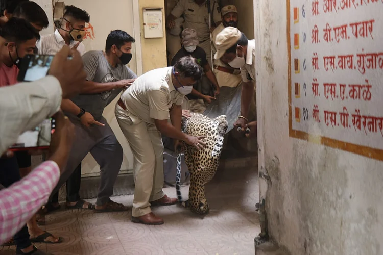 Leopards seized in Nashik