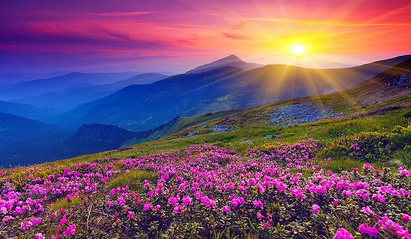 flower valley