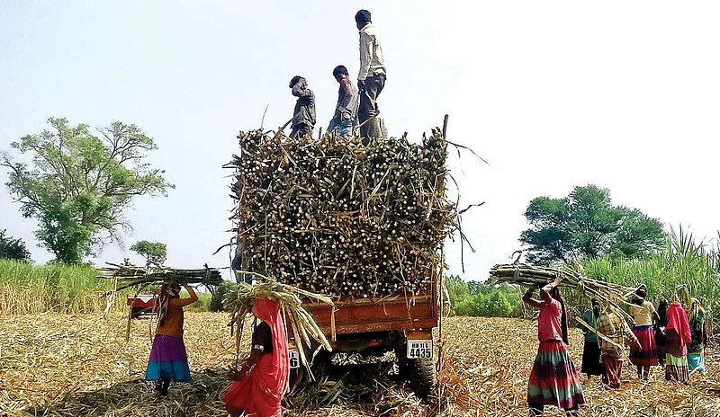 sugarcane