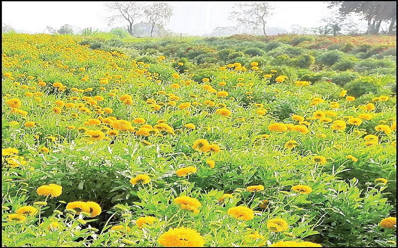 पडवेतील अमितने फुलशेती करुन मिळवली उत्पन्नाची शाश्वती