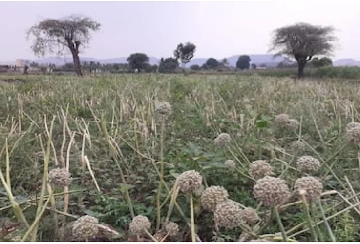 theft of onion seeds