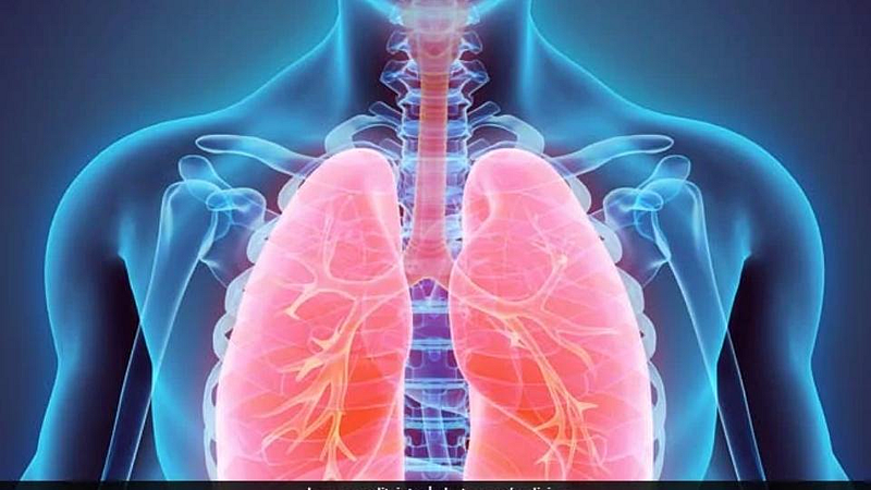 Lungs