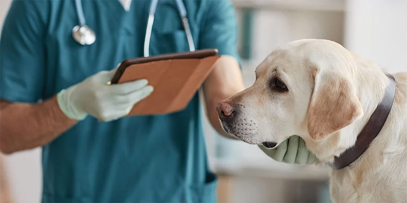 Animal Doctor
