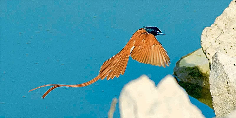 swargiy nartak bird