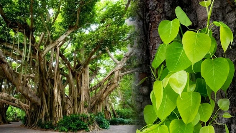 Trees