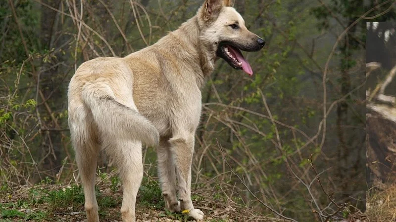 धक्कादायक! आंबोलीत रानकुत्र्याच्या हल्ल्यात 13 जखमी; परिसरात घबराट
