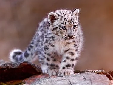 leopard
