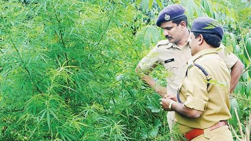Cannabis Plants