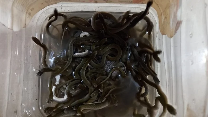 snake