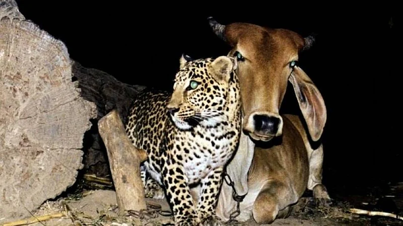 Leopard
