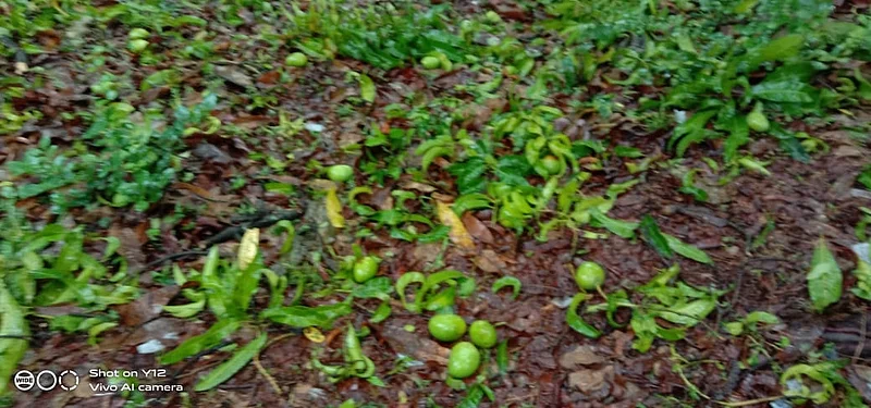 वादळाने आंब्याचे झालेले नुकसान